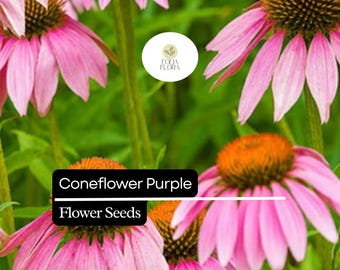 200 Seeds Purple Coneflower, Echinacea Purpurea, Perennial Pollinator Flower