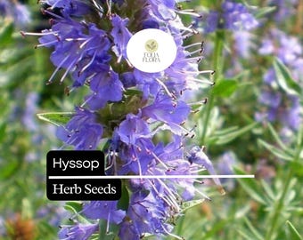 600 Seeds Hyssop (Hyssopus officinalis) – Aromatic Herb, Culinary Use, Easy to Grow