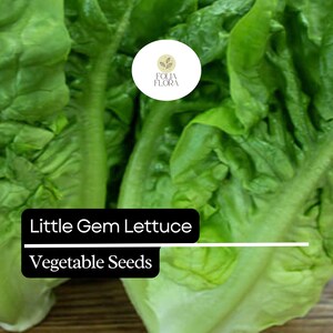 May include: Close-up of fresh, vibrant green Little Gem lettuce heads. The image features the leafy vegetables with a black banner that reads "Little Gem Lettuce Vegetable Seeds". A circular logo is visible in the background.