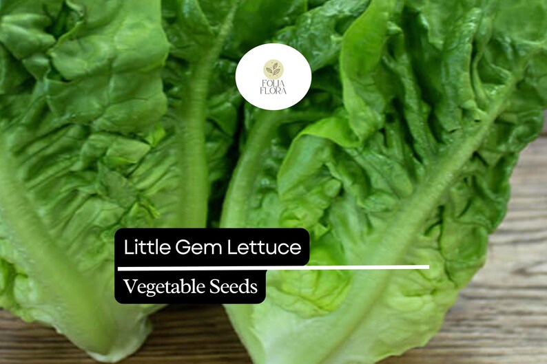 May include: Close-up of fresh, vibrant green Little Gem lettuce heads. The image features the leafy vegetables with a black banner that reads "Little Gem Lettuce Vegetable Seeds". A circular logo is visible in the background.