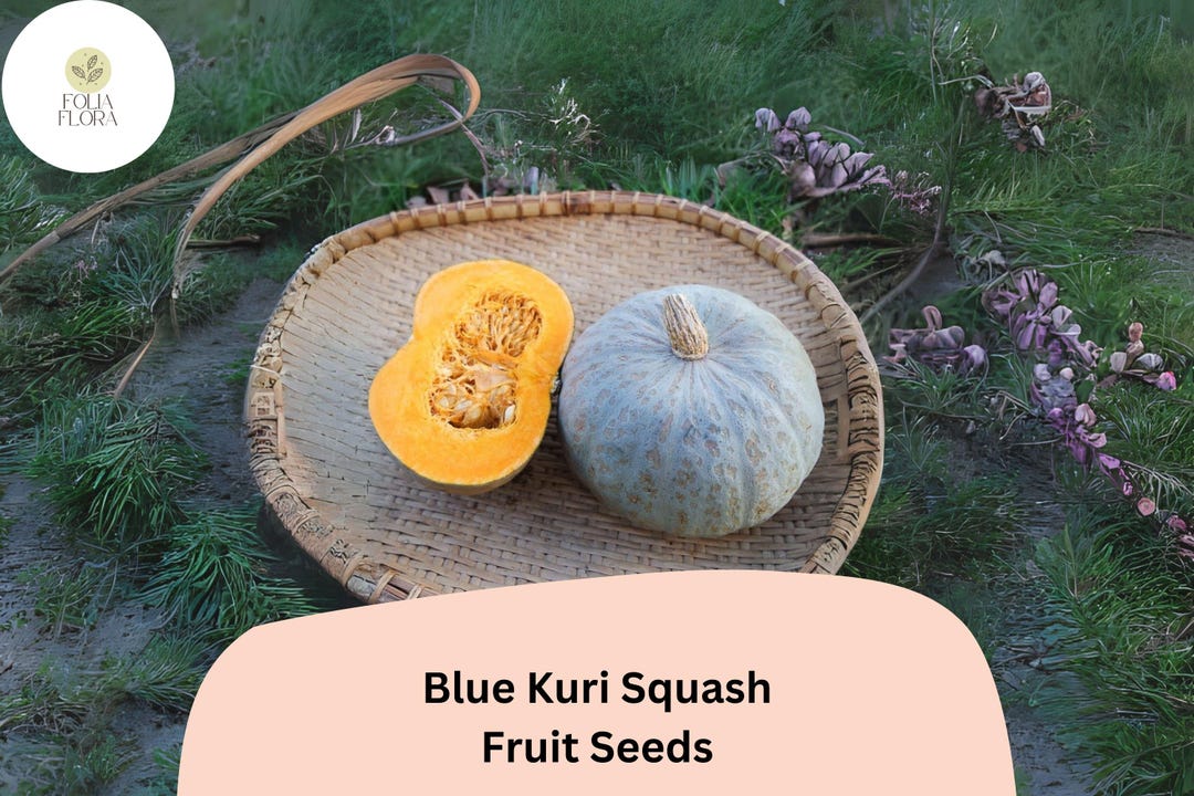 Blue Kuri Squash Seeds | Cucurbita Maxima, Winter Garden Planting - Etsy