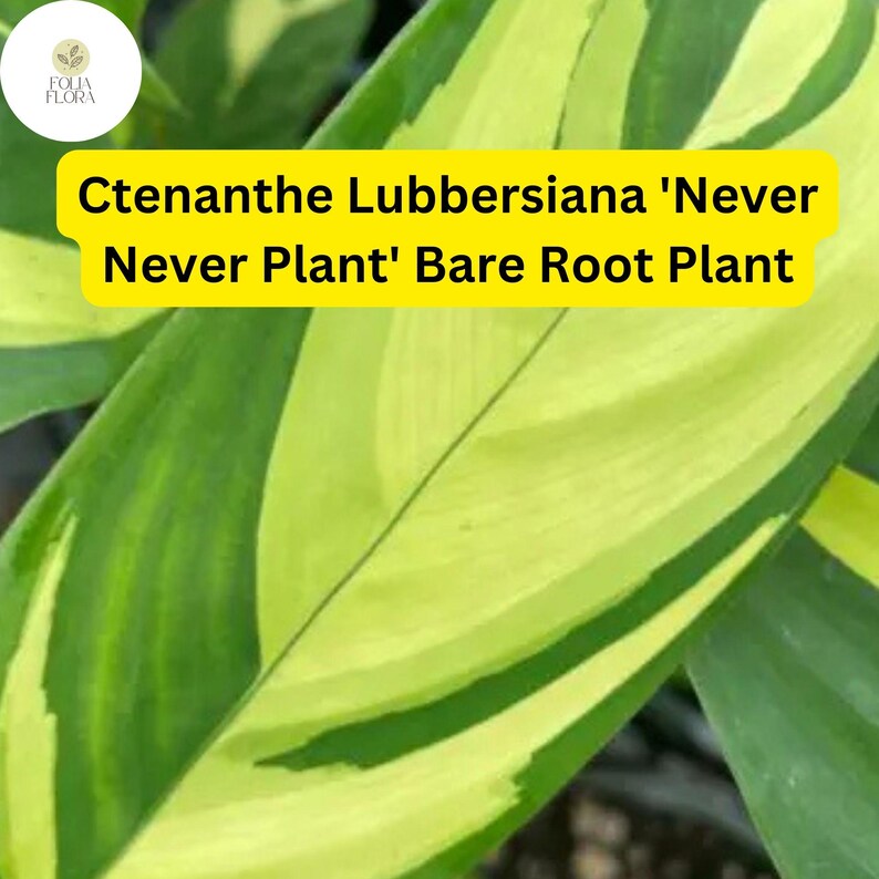 FoliaFlora Ctenanthe lubbersiana Never Never Plant