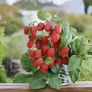 May include: A cluster of ripe, bright red raspberries attached to green stems with textured, serrated leaves. The berries are round with a bumpy surface texture, clustered together in a dense bunch, showing various stages of ripeness and size.