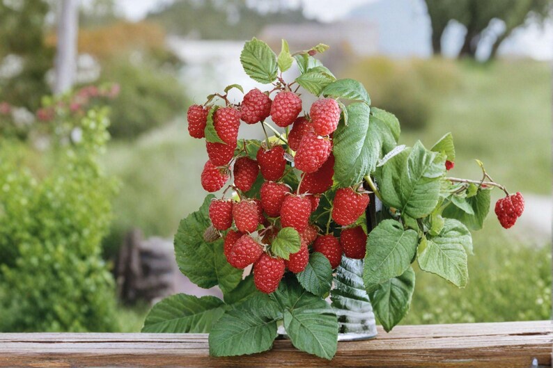 May include: A cluster of ripe, bright red raspberries attached to green stems with textured, serrated leaves. The berries are round with a bumpy surface texture, clustered together in a dense bunch, showing various stages of ripeness and size.