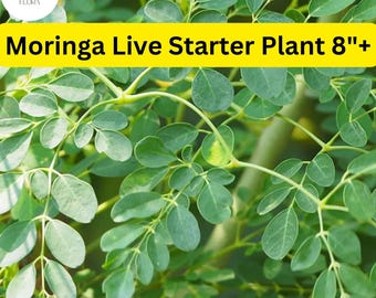 1 Moringa Rooted Live Plant 8"+ | Tree of Life
