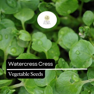 May include: Close-up of watercress, a leafy green vegetable, with water droplets on the leaves. Watercress Cress Vegetable Seeds.