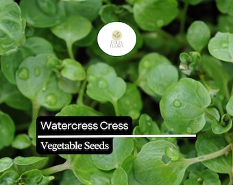 1000 Seeds Watercress Cress (Nasturtium officinale) – Nutrient-Packed Aquatic Green for Salads and Garnishes