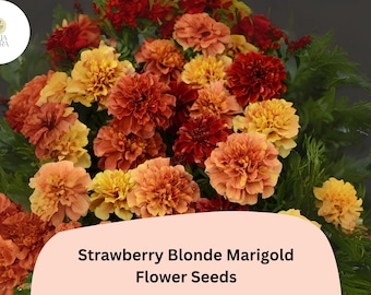Strawberry Blonde Marigold Seeds | Unique Pastel Rose & Yellow Blooms