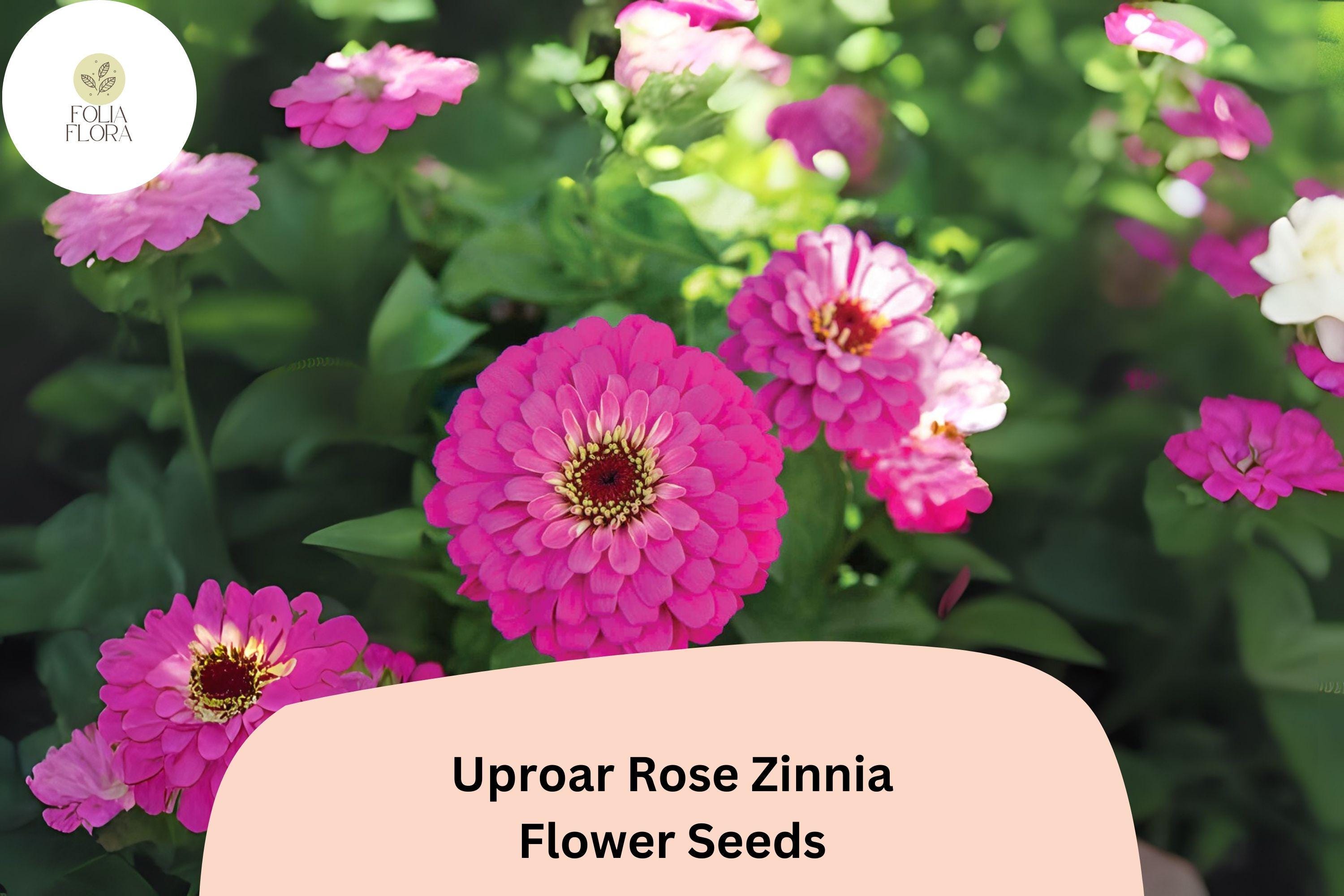 Uproar Rose Zinnia Seeds – Large Pink Blooms, Cut Flower Garden - Etsy