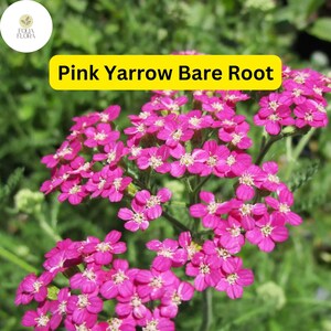 1 Pretty Pink Yarrow (Achillea Millefolium) Perennial Bare Root Live Garden Plant