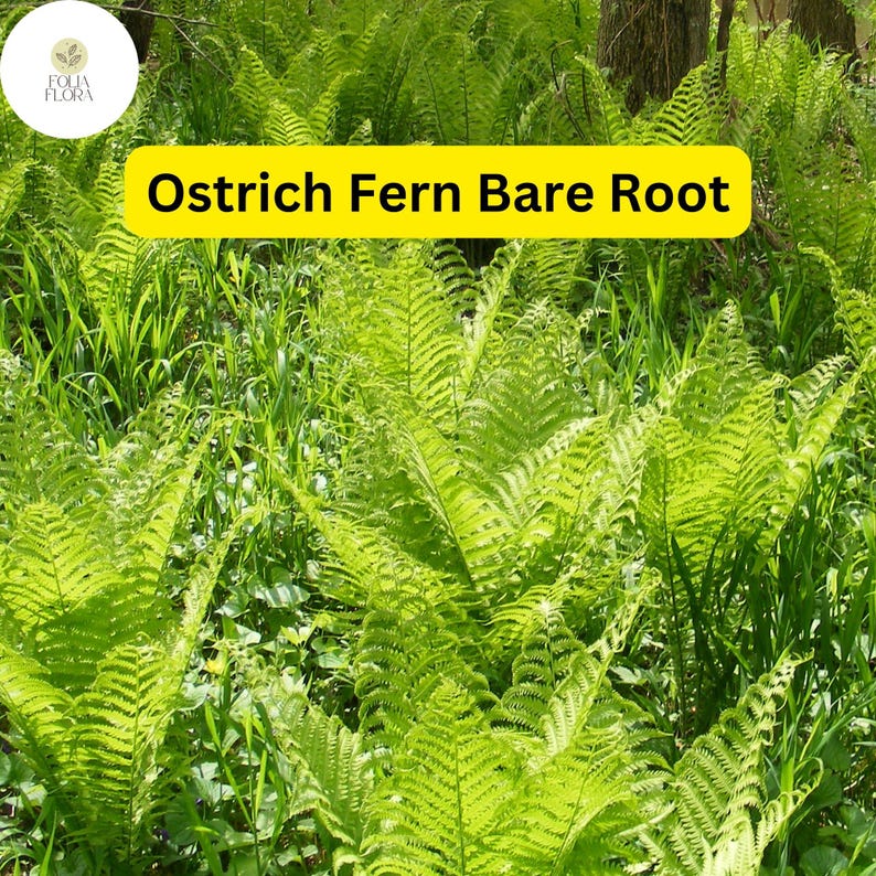 FoliaFlora Ostrich Fern - Thumbnail 5