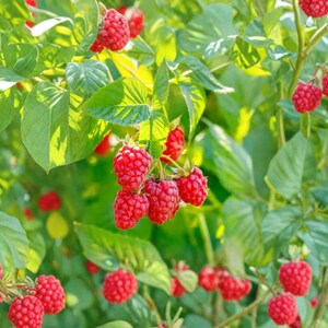 May include: A vibrant raspberry bush featuring numerous clusters of ripe, bright red raspberries hanging from green stems. The plant is covered in lush, serrated green leaves that provide a dense backdrop for the small, textured fruit.