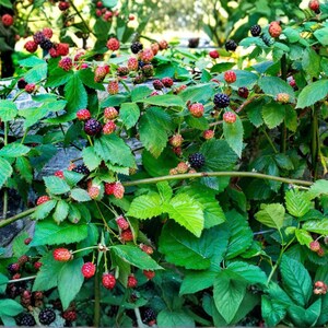 May include: A blackberry bush featuring numerous green leaves and clusters of berries in various stages of ripeness, ranging from bright red to deep black. The thorny stems are intertwined, showcasing the textured fruit and foliage in detail.