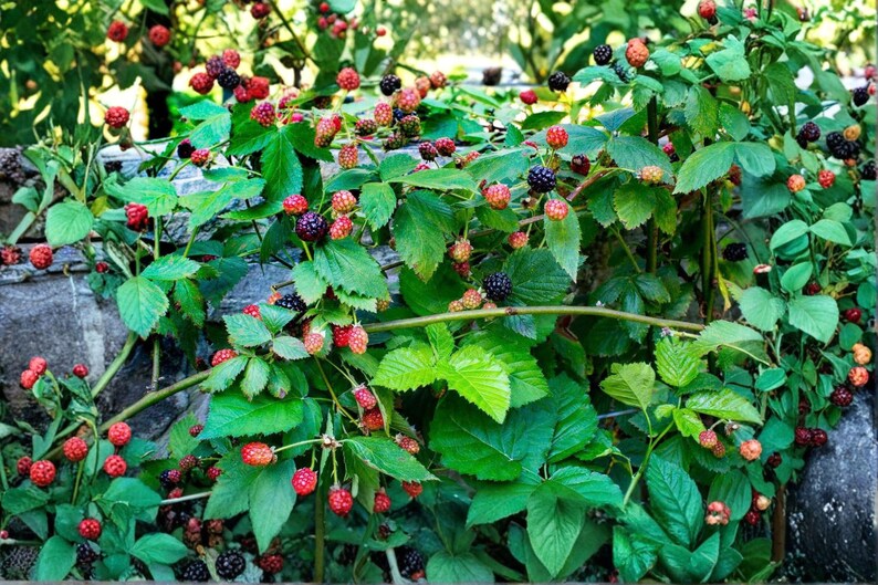 May include: A blackberry bush featuring numerous green leaves and clusters of berries in various stages of ripeness, ranging from bright red to deep black. The thorny stems are intertwined, showcasing the textured fruit and foliage in detail.
