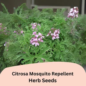 Pelargonium Citrosum Citronella Geranium - Etsy
