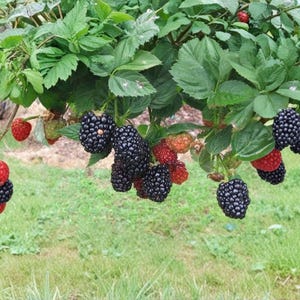May include: A blackberry bush with clusters of ripe, dark purple-black berries and several unripe, bright red berries hanging from green stems. The plant features serrated green leaves and is shown in a natural outdoor setting with foliage.