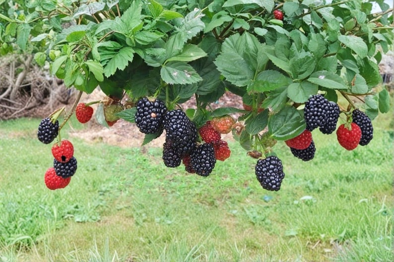 May include: A blackberry bush with clusters of ripe, dark purple-black berries and several unripe, bright red berries hanging from green stems. The plant features serrated green leaves and is shown in a natural outdoor setting with foliage.