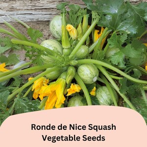 May include: A collection of Ronde de Nice squash with bright yellow blossoms and green leaves. The image features the text "Ronde de Nice Squash Vegetable Seeds" on a peach-colored banner. The squash are round and light green.