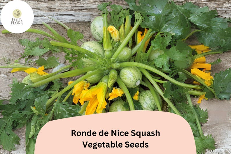 May include: A collection of Ronde de Nice squash with bright yellow blossoms and green leaves. The image features the text "Ronde de Nice Squash Vegetable Seeds" on a peach-colored banner. The squash are round and light green.