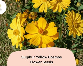 Sulphur Yellow Cosmos Seeds | Cosmos sulphureus, Pollinator-Friendly