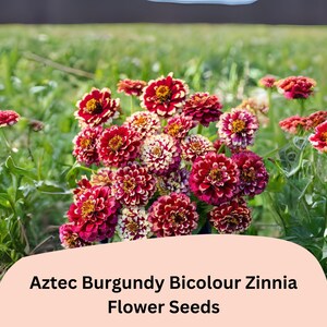 May include: A field of Aztec Burgundy Bicolor Zinnia flowers in full bloom. The flowers have deep burgundy petals with white tips and yellow centers. The image includes the text "Aztec Burgundy Bicolor Zinnia Flower Seeds".