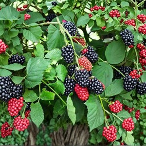 May include: A blackberry bush featuring clusters of ripe, dark purple to black berries alongside clusters of unripe, bright red berries. The plant has serrated green leaves and woody stems, showing a mix of mature and developing fruit throughout.