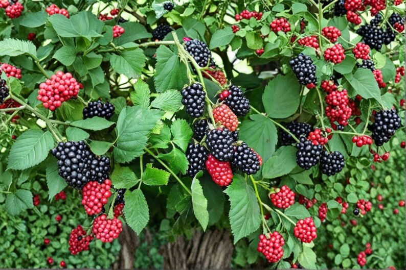 May include: A blackberry bush featuring clusters of ripe, dark purple to black berries alongside clusters of unripe, bright red berries. The plant has serrated green leaves and woody stems, showing a mix of mature and developing fruit throughout.