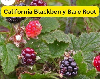 1 California Blackberry Plant - Live Bare Root Organic 10-15" Long