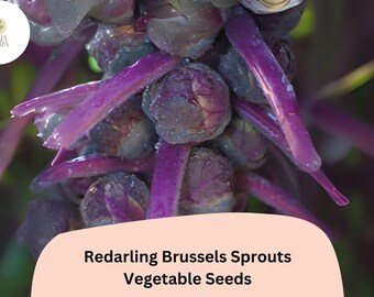 500+ Redarling Brussels Sprouts Seeds | Brassica oleracea | Red-Stem Hybrid Sprout Variety | Bulk Garden Seeds