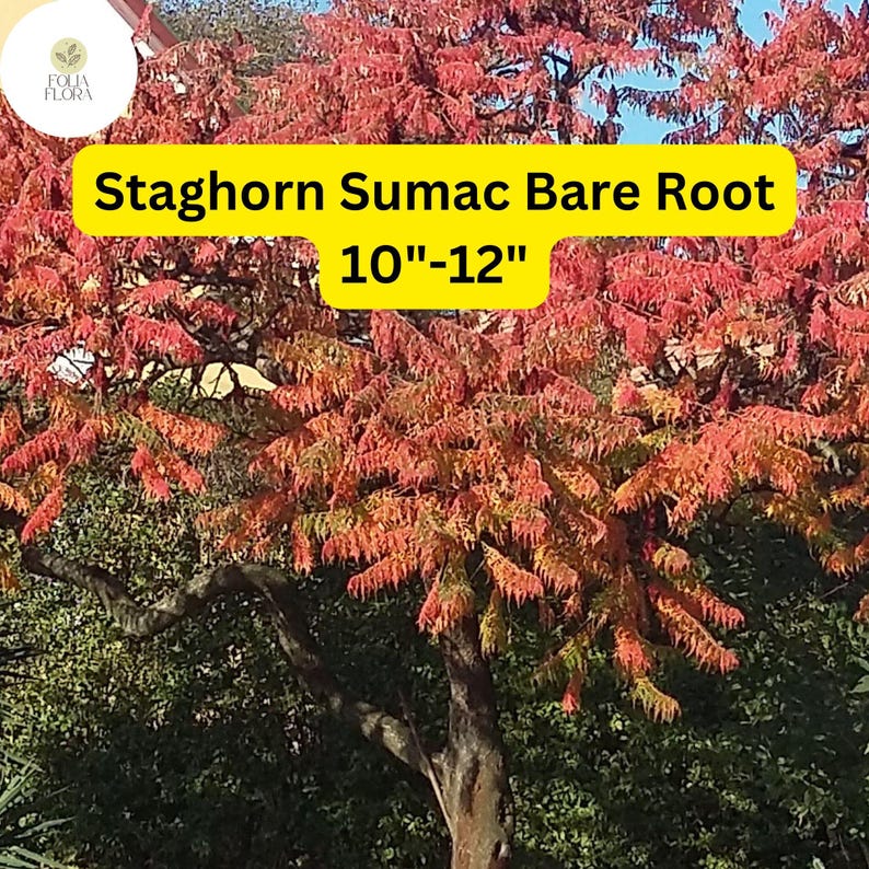 1 Staghorn Sumac Tree (rhus Typhina) – Live Bare Root Plant 10