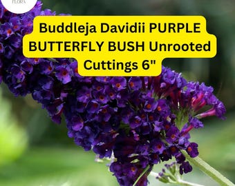 Buddleja Davidii | Purple Butterfly Bush | 7 Live 6” Unrooted Cuttings | Fast-Growing, Fragrant, Pollinator-Friendly Shrub