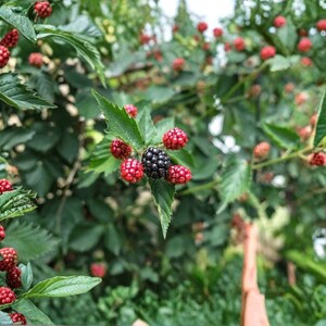 May include: A blackberry bush featuring numerous clusters of small, round, red berries in various stages of ripening alongside a single, fully mature, dark black, textured blackberry fruit surrounded by serrated green leaves on thin stems.