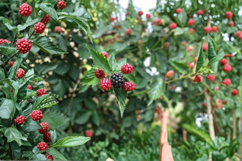 May include: A blackberry bush featuring numerous clusters of small, round, red berries in various stages of ripening alongside a single, fully mature, dark black, textured blackberry fruit surrounded by serrated green leaves on thin stems.
