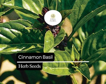 1200 Seeds Cinnamon Basil, Ocimum Basilicum, Aromatic Herb with Spicy-Sweet Cinnamon Flavor