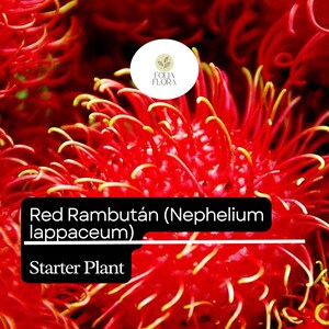 Puede incluir: Primer plano de una fruta de rambut&aacute;n roja con una textura peluda y espinosa. La fruta es una planta de inicio y est&aacute; etiquetada como "Red Rambutan (Nephelium lappaceum)".