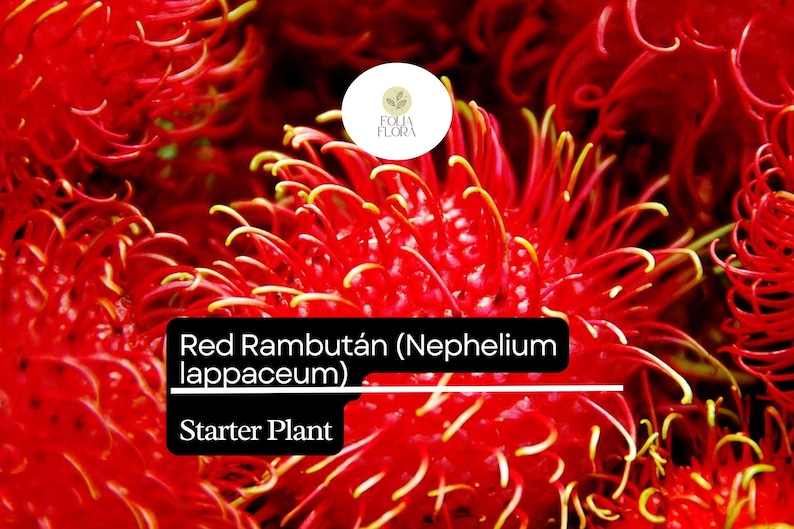 Puede incluir: Primer plano de una fruta de rambut&aacute;n roja con una textura peluda y espinosa. La fruta es una planta de inicio y est&aacute; etiquetada como "Red Rambutan (Nephelium lappaceum)".