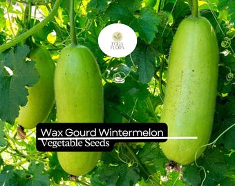 Wintermelon Wax Gourd Seeds | Heirloom Benincasa hispida, Soup & Curry