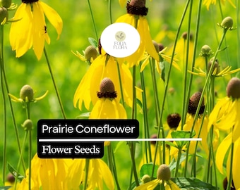 100mg Prairie Coneflower Seeds - Ratibida columnifera, Vibrant Wildflower for Pollinator Gardens