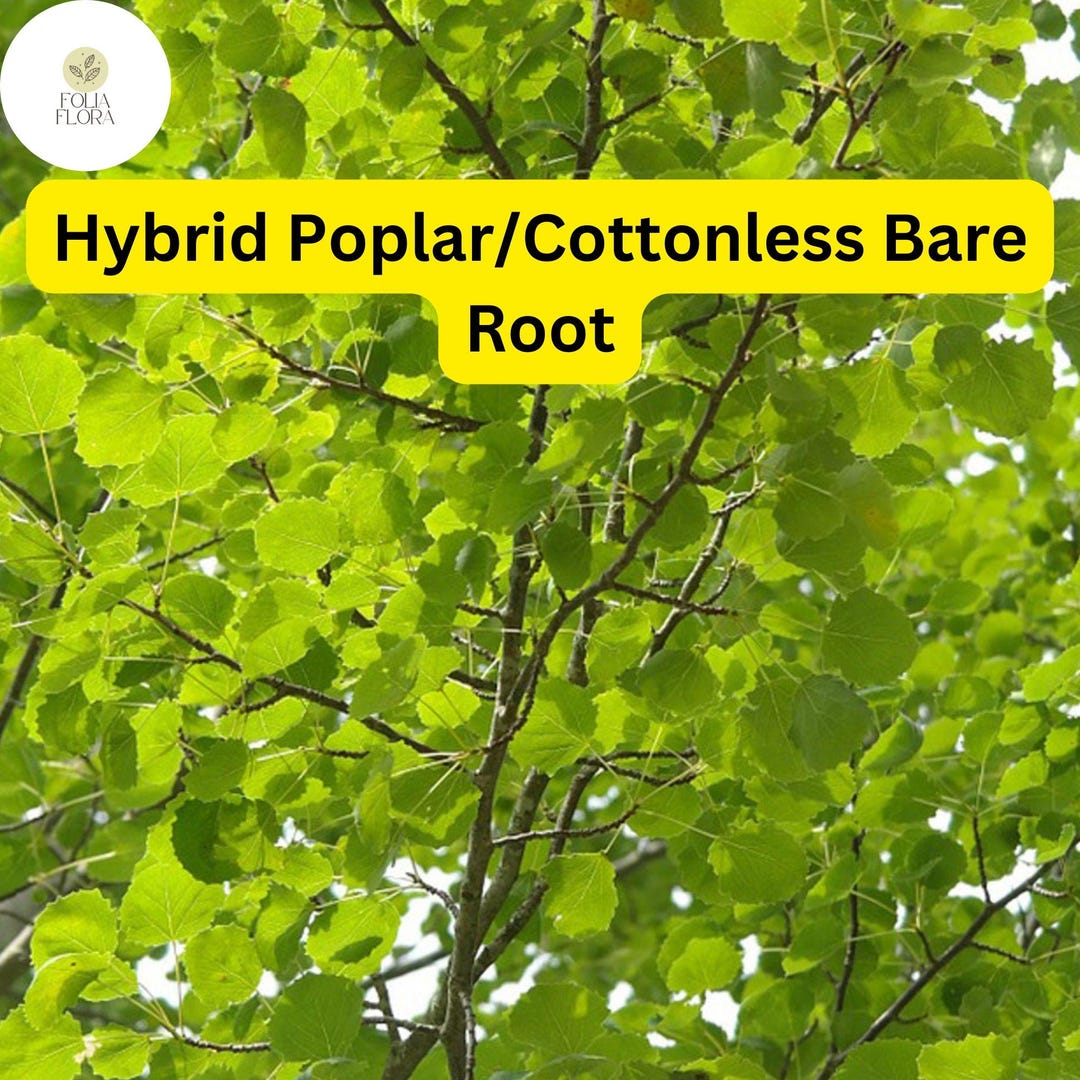 Live Hybrid Poplar Tree, Fast-growing Shade, Cottonless (2-3 Feet) - Etsy