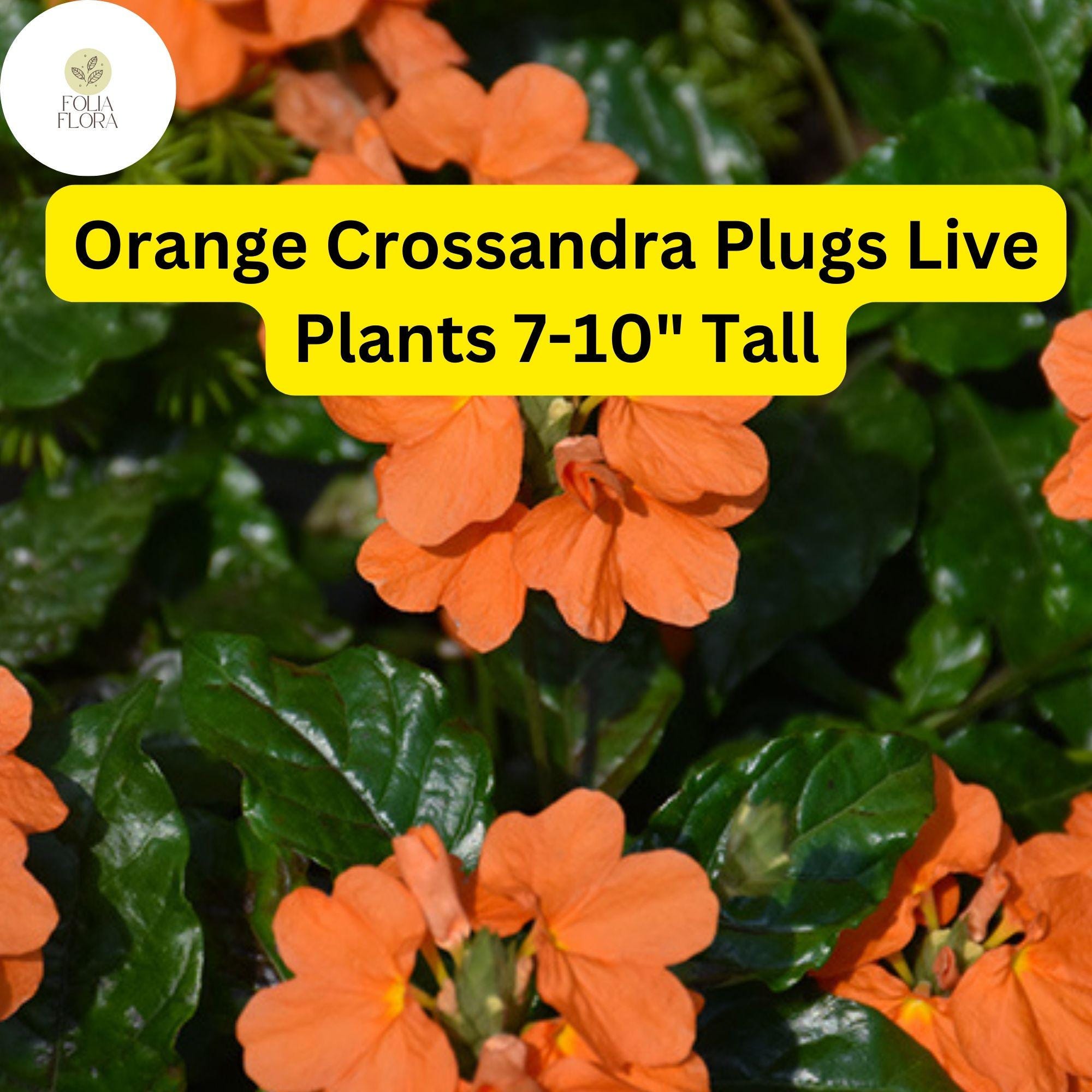 Orange Crossandra - 1 Plugs Live Plants 7-10