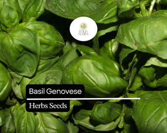 1g Basil Genovese Seeds | Ocimum basilicum | Heirloom, Non-GMO Italian Herb | Aromatic & Flavorful