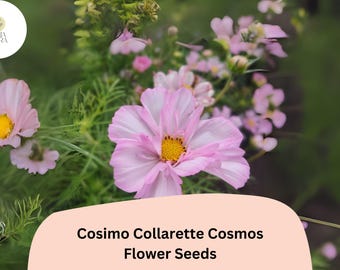 Cosimo Collarette Cosmos Seeds | Unique Semi-Double Blooms