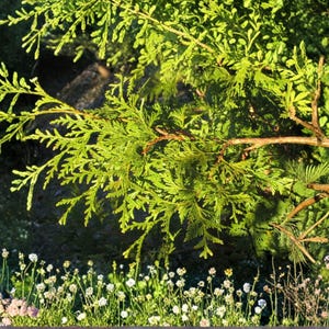 May include: A vibrant green cedar branch with flat, scale-like foliage extends horizontally across the frame, featuring textured brown stems. Below the branch, a dense cluster of small white and pale pink wildflowers grows in a garden setting.