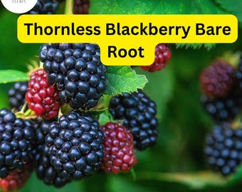 May include: Close-up of ripe blackberries growing on a green bush. The blackberries are clustered together and some are partially red. The text "Thornless Blackberry Bare Root" is displayed on a yellow banner.
