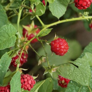 May include: A cluster of ripe, bright red raspberries hanging from a green leafy plant. The berries have a textured, bumpy surface and are attached to thin, light green stems. Several serrated green leaves surround the fruit, some showing small water droplets on their surfaces.