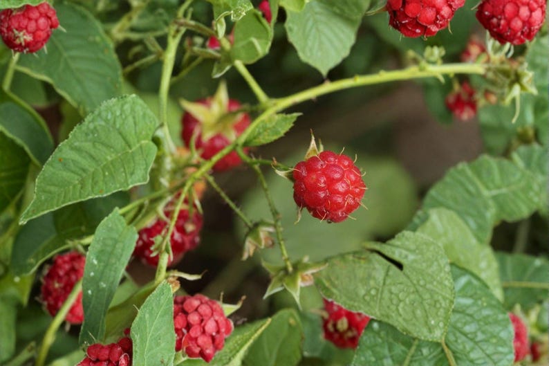 May include: A cluster of ripe, bright red raspberries hanging from a green leafy plant. The berries have a textured, bumpy surface and are attached to thin, light green stems. Several serrated green leaves surround the fruit, some showing small water droplets on their surfaces.