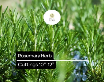 Organic Rosemary Herb Plants (Rosmarinus officinalis) | Live Dipped Cuttings 10”-12”