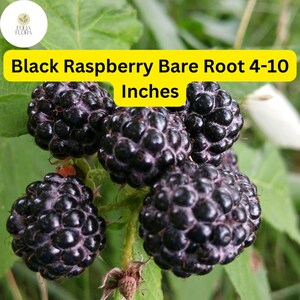 May include: Close-up of ripe black raspberries, showing their dark color and small size. The text "Black Raspberry Bare Root 4-10 Inches" is visible in the image.