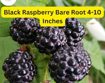 May include: Close-up of ripe black raspberries, showing their dark color and small size. The text "Black Raspberry Bare Root 4-10 Inches" is visible in the image.