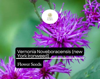 100 Vernonia Noveboracensis Seeds, New York Ironweed, Tall Native Wildflower for Pollinators